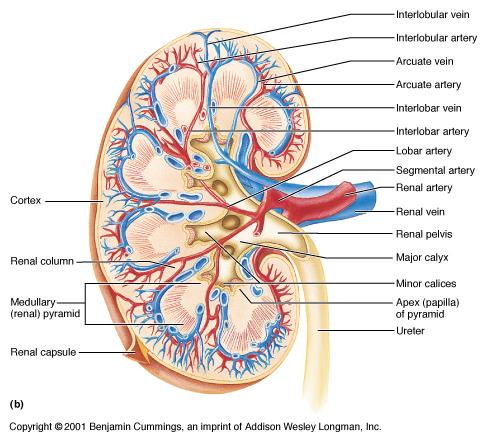 Abdominal aorta renal artery segmental artery lobar artery interlobar artery arcuate artery interlobular artery afferent glomerular arteriole
