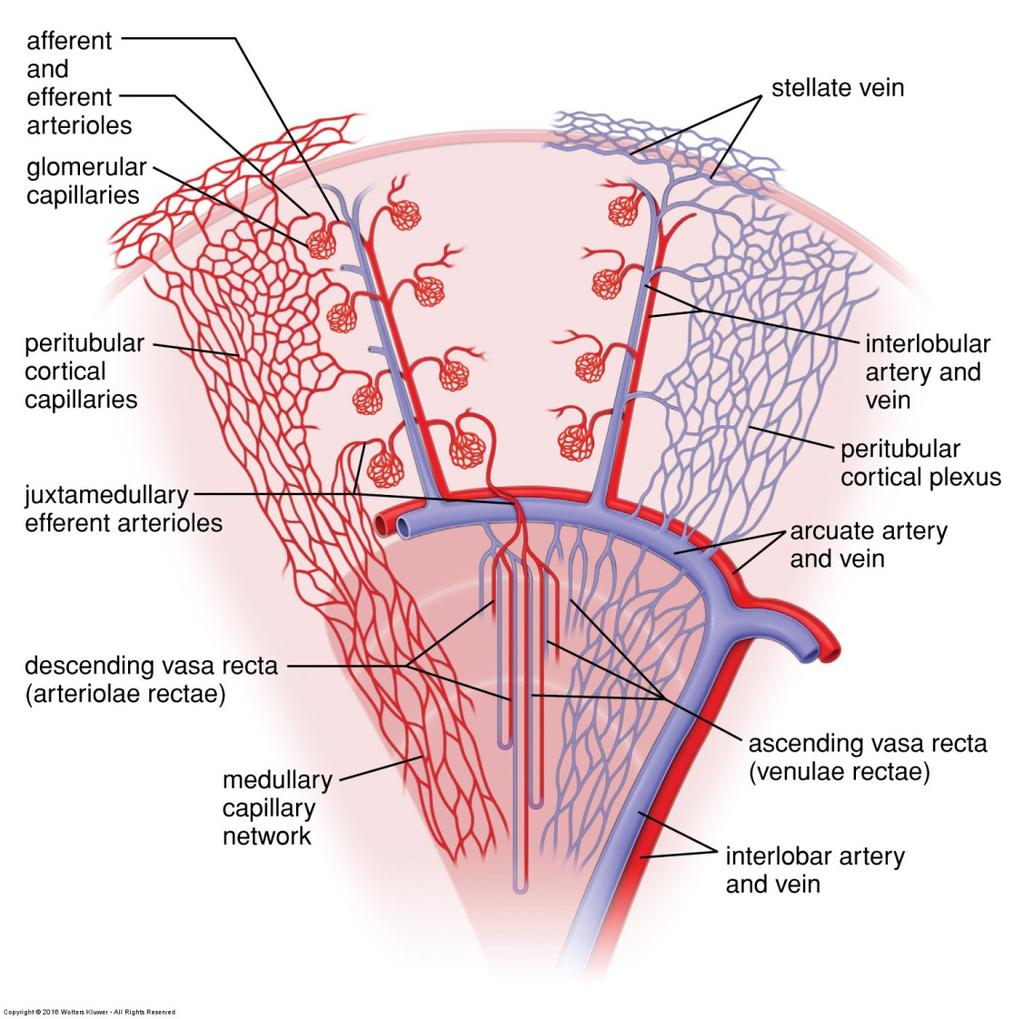 Glomerulus of corticle nephrons > Efferent glomerular arteriole > Peritubular capillary network (in cortical labyrinth) > Glomerulus of