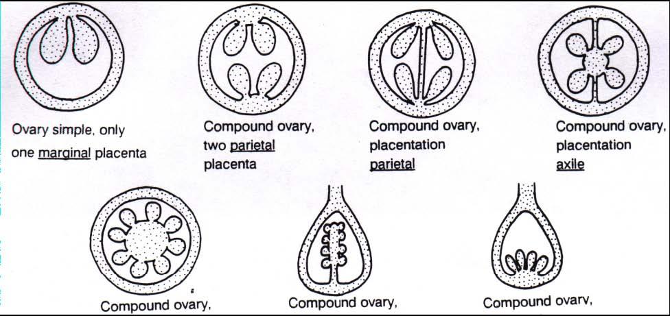 Placentation septum pl. septa locule basal free-central free-central Parietal placentation: ovules attached to the wall of the ovary.