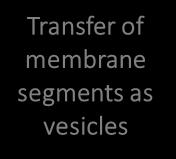 Endomembrane system Endomembrane System Outer Nuclear envelope
