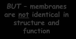 Endoplasmic reticulum BUT membranes are not identical in structure