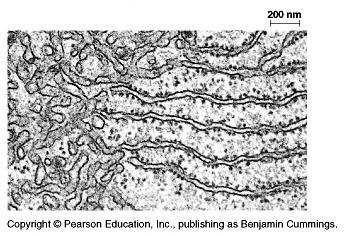 Smooth endoplasmic reticulum Rough endoplasmic reticulum The Endomembrane System RER vs SER RER ribosomes bound to cytosolic