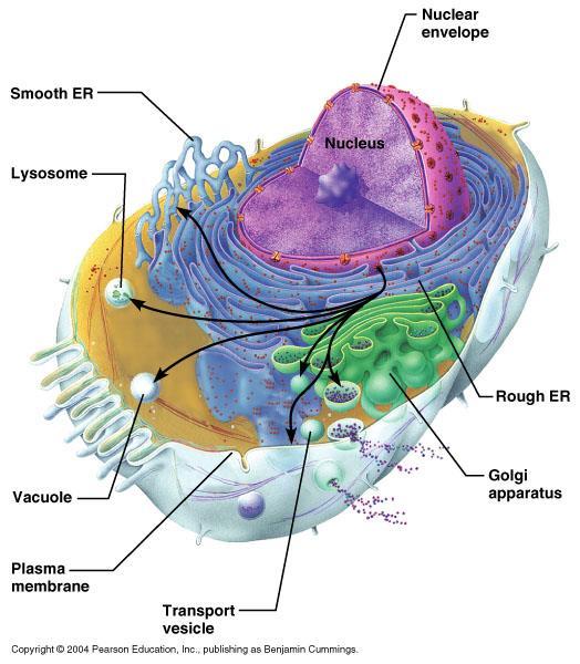 Organelle Structure: The Endoplasmic Reticulum The endoplasmic reticulum contains a network of branching and joining tubules 400 to 700 angstroms in diameter and flattened sacs extending throughout