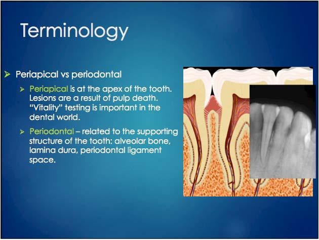 Terminology Odontogenic Cysts    Periodontal disease causes bone loss of the alveolar crest (near the cervical margin