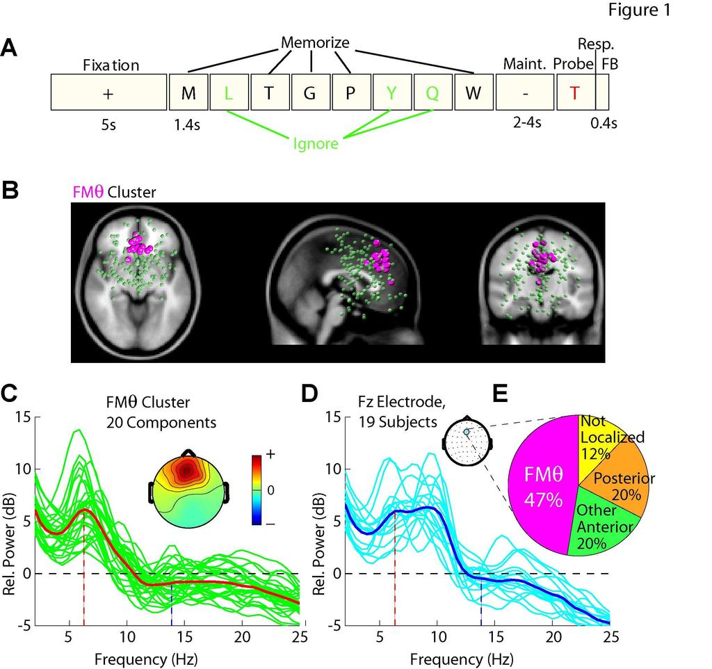 Frontal Midline Theta Sources Onton et al., NeuroImage 05 A second example from the same Sternberg working memory task (from Onton et al., Neuroimage, 2005 available in press as of 6/05).