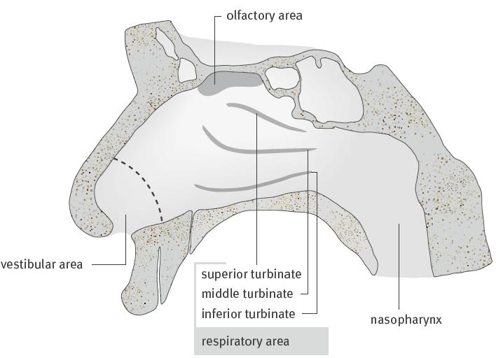 Impact of anatomy and physiology on transmucosal nasal drug delivery Figure 2-1: Sagittal section of the nasal cavity [4]. 2.3 Nasal mucus and mucociliary clearance Nasal mucus is produced continuously resulting in an amount of 1.