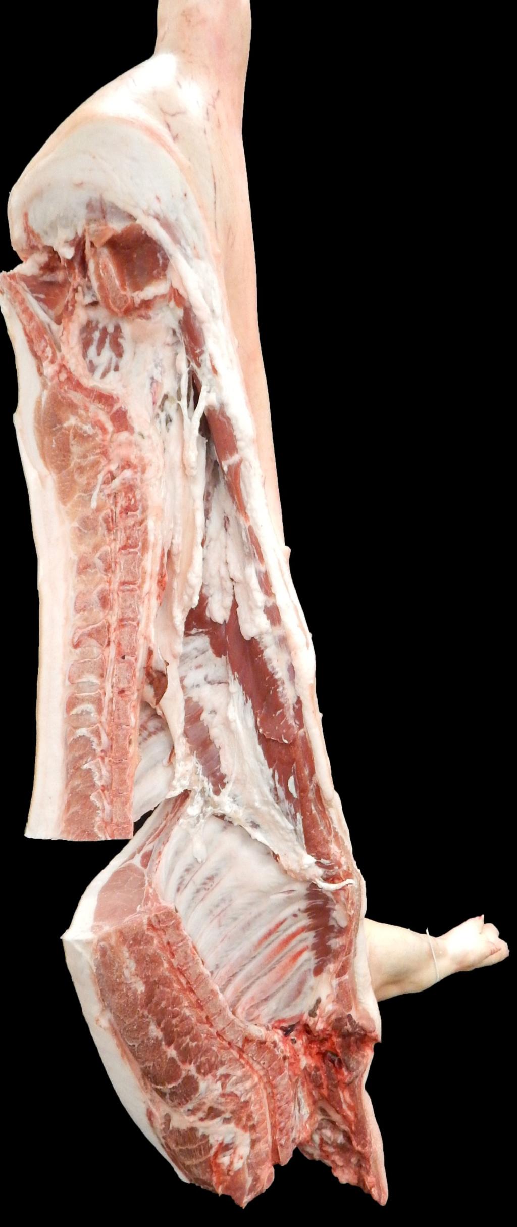 Pork Carcass Terminology Trimness Ham