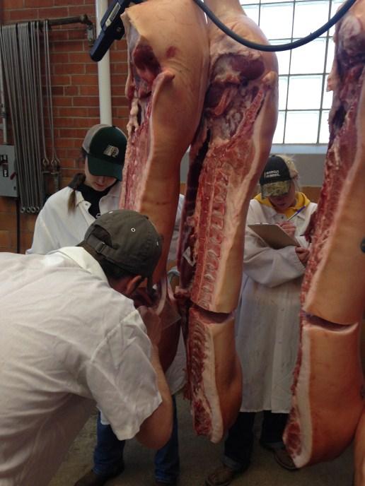 In commercial operations, carcass value is evaluated by using objective measurements of carcass composition.
