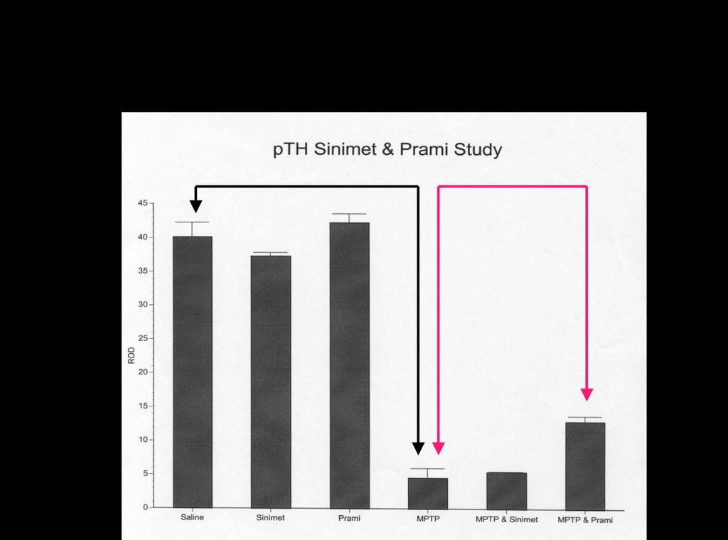 Figure 10: Western immunoblot analysis shows that Pramipexole treated animals have a slightly grater degree of TH protein expression compared to Sinemet treated and MPTP-lesioned alone.
