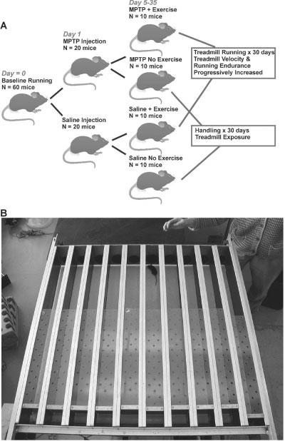 380 Fisher et al. Fig. 1. A: Summary of experimental design with group assignment and exercise protocol. B: The 10-lane motorized treadmill used for exercising the mice.