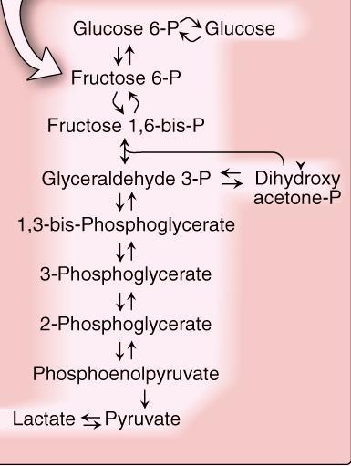 Glycolysis, an example of metabolic pathway The