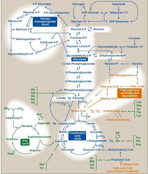 Metabolic pathways intersect to