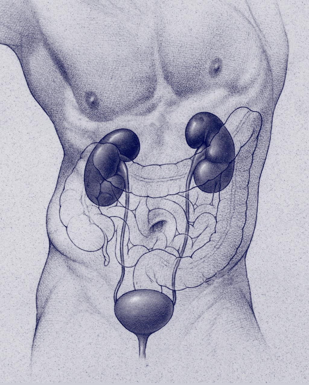 UROLOGIC L i m i t e d Radical Retropubic Prostatectomy A Guide for Patients Rotorua Michael D. Cresswell F.R.A.C.S (Urol) Tauranga Mark R. Fraundorfer F.R.A.C.S (Urol) Peter J. Gilling F.R.A.C.S (Urol) Andre M.