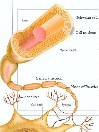 Myelin Sheath The myelin sheath protects the axon and the electric signal that it is