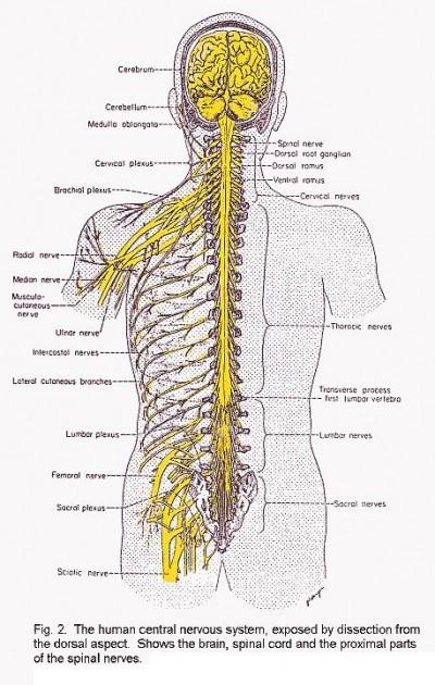 The Peripheral Nervous System PNS The Peripheral Nervous System