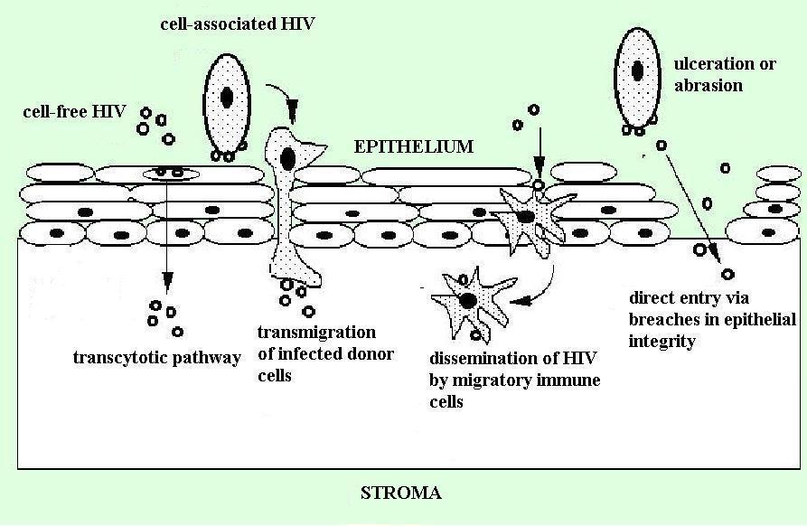 HOW HIV