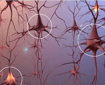 How the brain works There are 100 billion nerve cells, or neurons, creating a branching network Signals