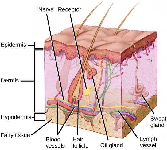 OpenStax-CNX module: m44757 2 Figure 1: Mammalian skin has three layers: an epidermis, a dermis, and a hypodermis.