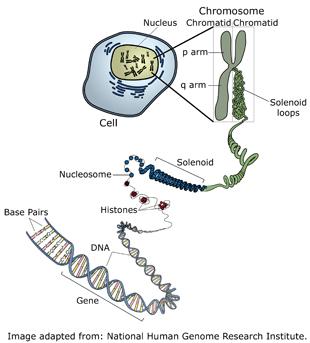 edu Chromosoml Single gene (Mendelin) Multifctoril Tertogenic 1 2 3