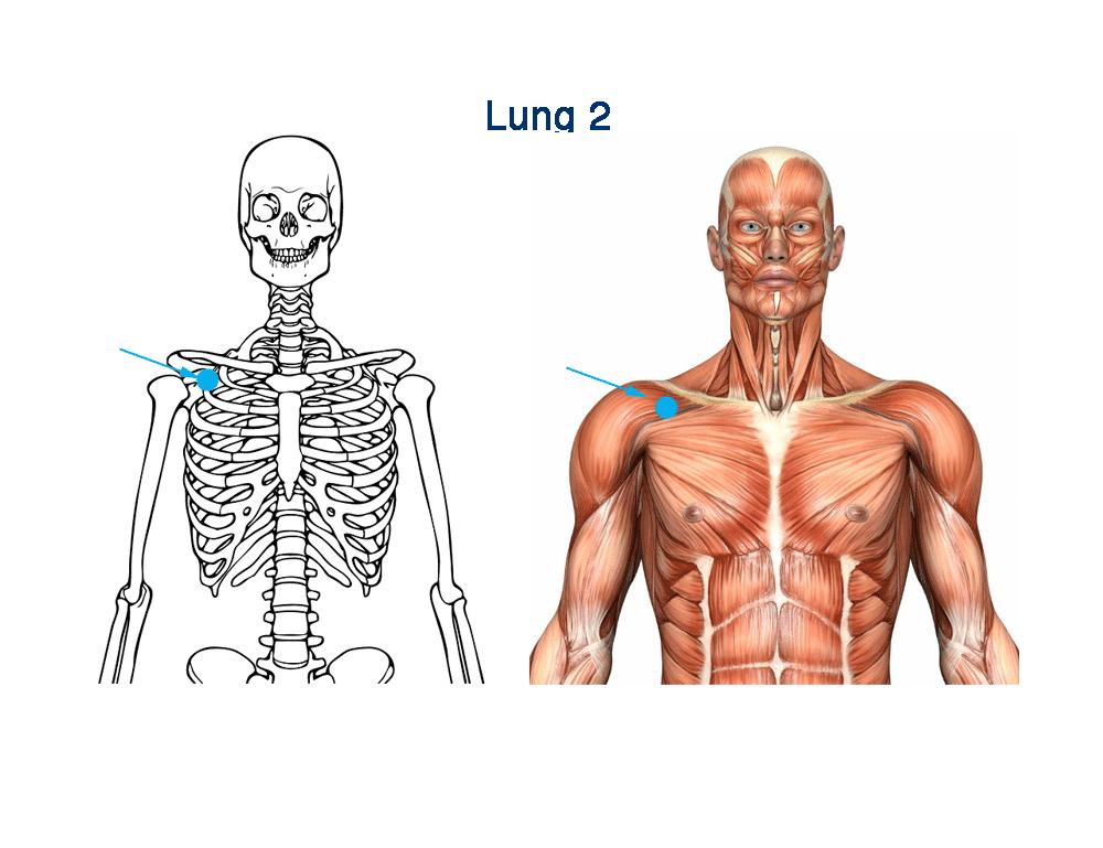 How to locate acupoint Lung 2 (LU 2) LU 2 is located on the chest, just below the collarbone (clavicle) at the outer end of the bone.