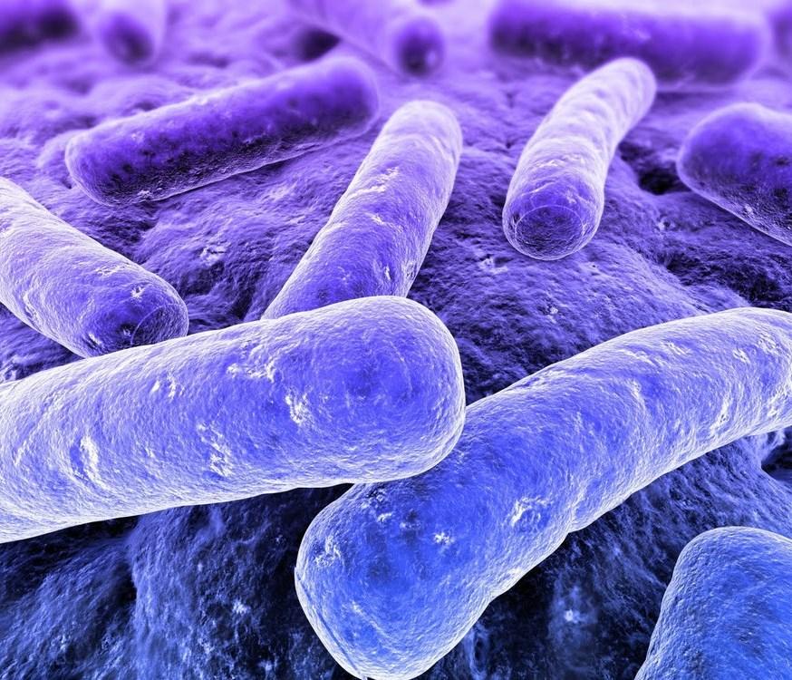 What is C. diff? Clostridium Difficile (C. diff) is a spore forming bacteria that can live in your gut as part of its normal flora. Lots of different bacteria live naturally in the gut.