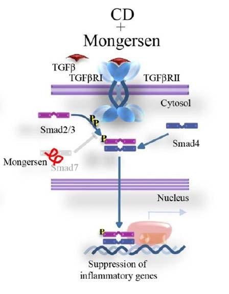Targeting Smad7 With Mongersen (GED-0301) Mongersen (GED-0301) is an oral anti-sense oligonucleotide that inhibits Smad7 translation by facilitating degradation of the RNA Smad7 production is