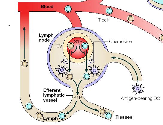 Sphingosine-1-phosphate Receptor (S1P1) Modulator: Ozanimod Involved in regulating many immunologic and CV effects Plays a role in lymphocyte trafficking from lymphoid organs S1P1-receptor agonists