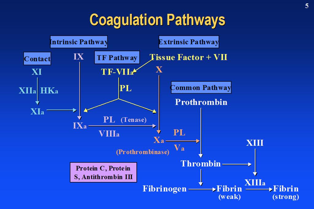 Anticlotting Mechanisms Antithrombin III (ATIII): The major inhibitor of the coagulation cascade.