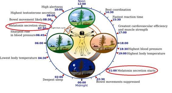 Melatonin: A Phase Marker of Circadian Rhythm Melatonin is used as reliable phase-marker of human circadian rhythm as it is secreted in the pineal gland upon request from the biological clock under