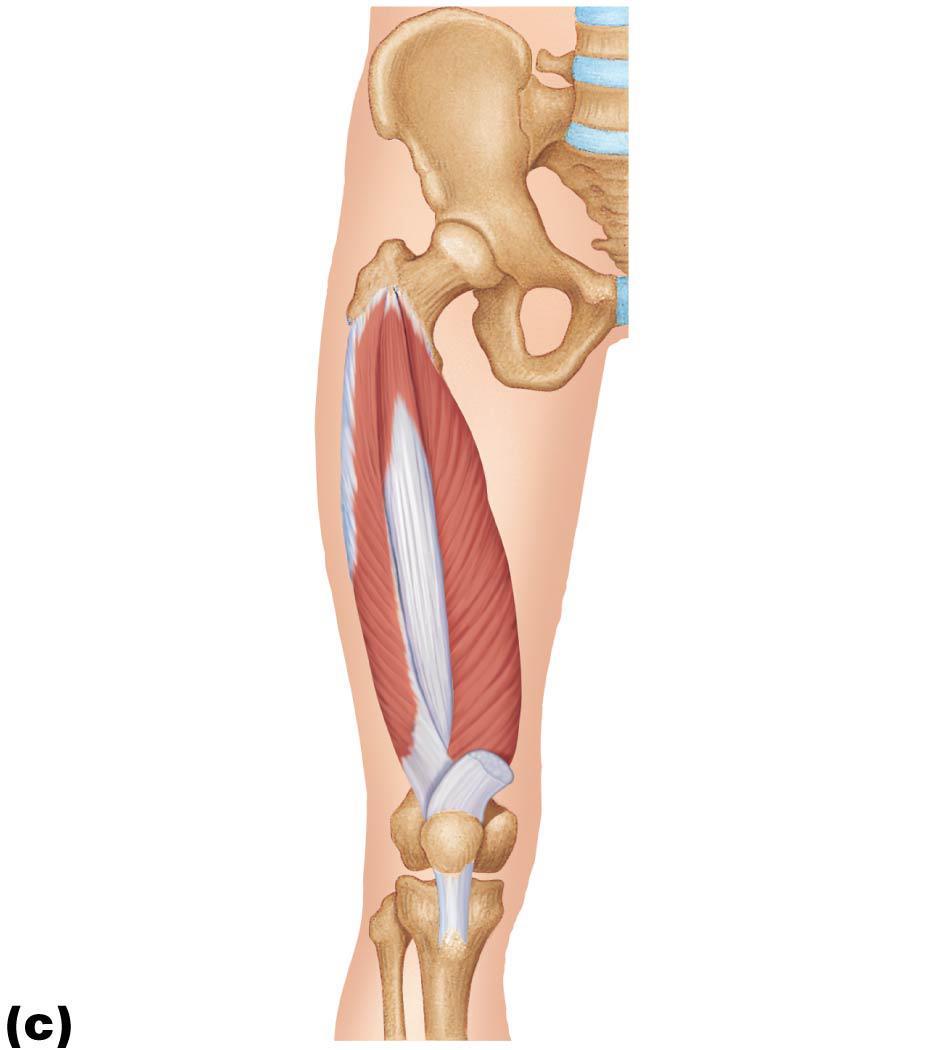 Figure 10.20c Anterior and medial muscles promoting movements of the thigh and leg.