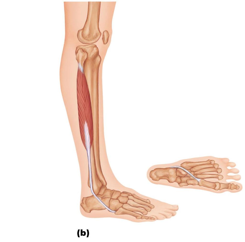 Figure 10.23b Muscles of the lateral compartment of the right leg.