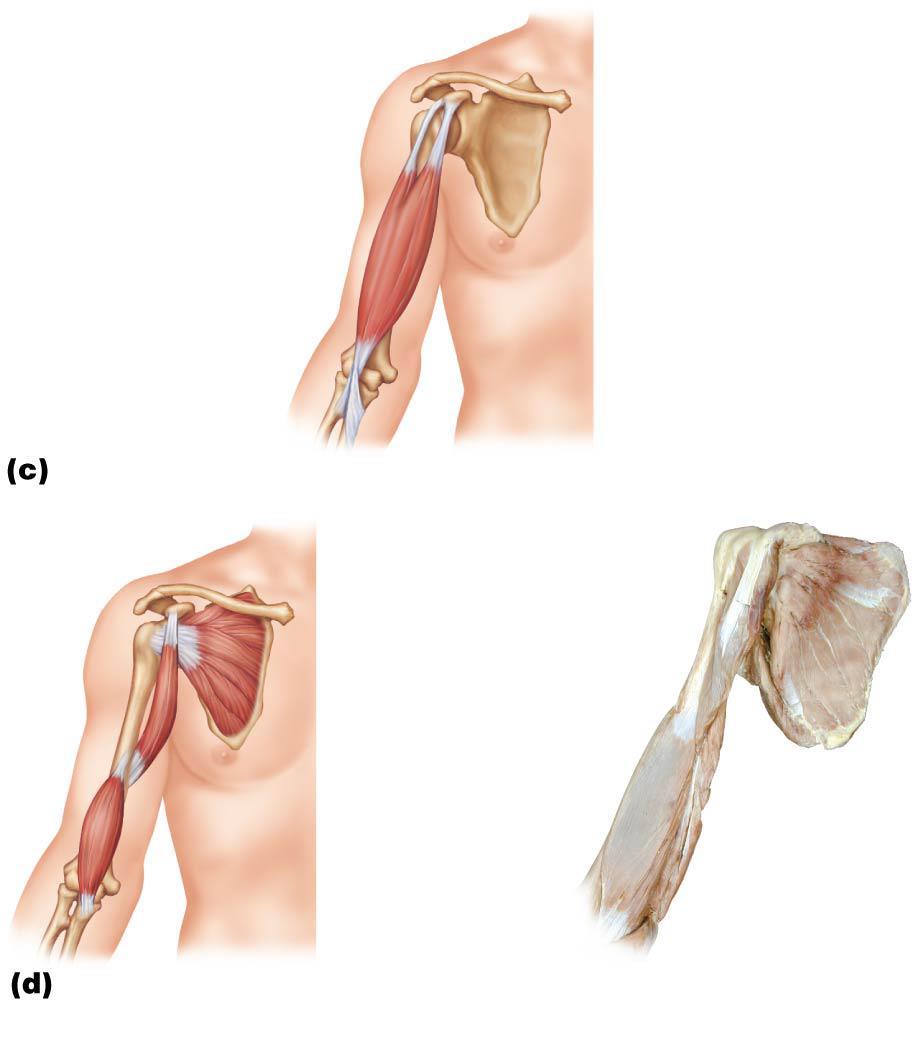 Figure 10.15c-d Muscles crossing the shoulder and elbow joints, causing movements of the arm and forearm, respectively.