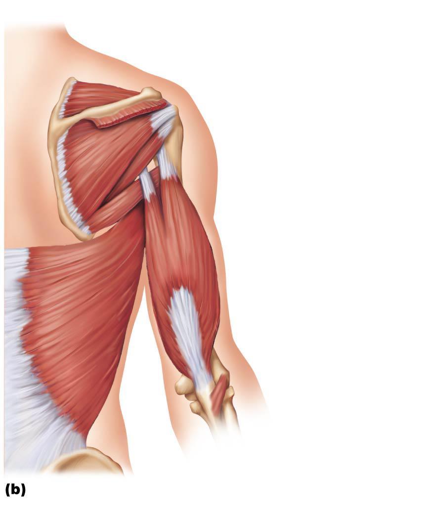 Figure 10.15b Muscles crossing the shoulder and elbow joints, causing movements of the arm and forearm, respectively.