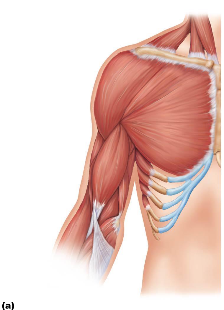 Figure 10.15a Muscles crossing the shoulder and elbow joints, causing movements of the arm and forearm, respectively.