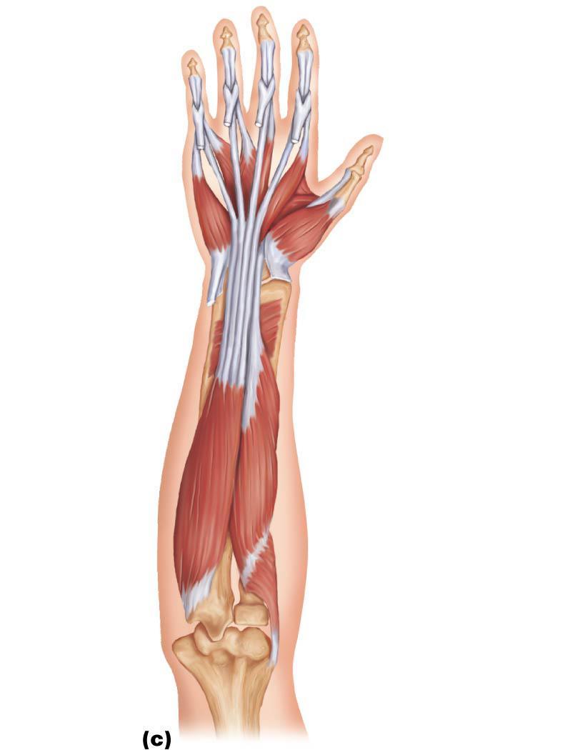 Figure 10.16c Muscles of the anterior fascial compartment of the forearm acting on the right wrist and fingers.