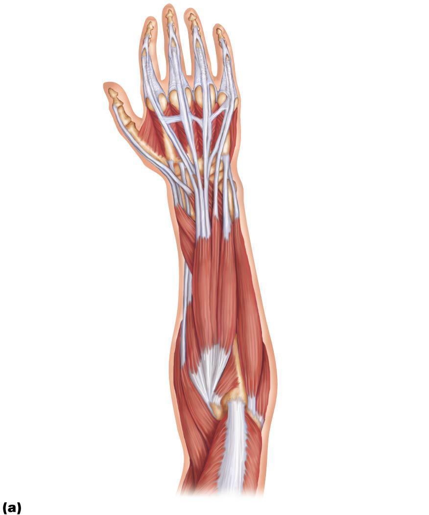 Figure 10.17a Muscles of the posterior fascial compartment of the right forearm acting on the wrist and fingers.