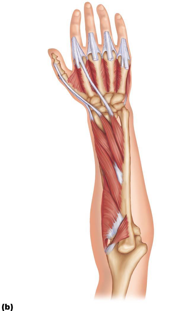 Figure 10.17b Muscles of the posterior fascial compartment of the right forearm acting on the wrist and fingers.