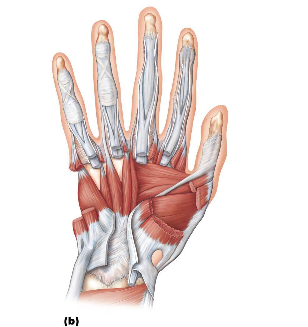 Figure 10.19b Hand muscles, ventral views of right hand.