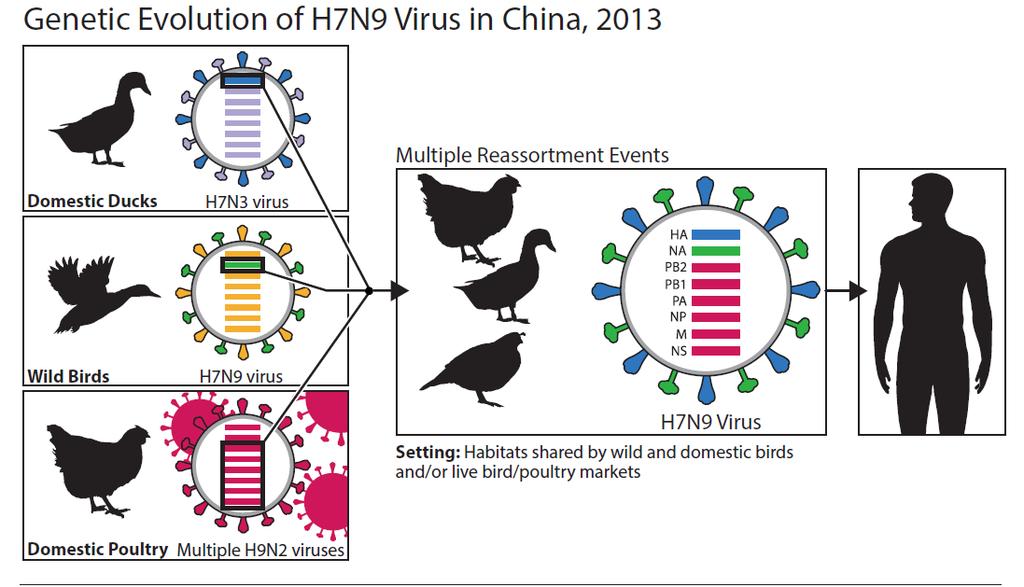 Influenza H7N9 First seen in 2013 in China Annual peaks in cases in humans have occurred since then but person to person transmission has been rare Most human cases occur after
