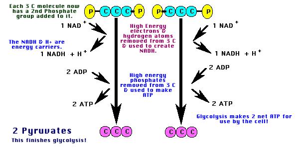 from the NADH (to alcohol + CO2 in yeast or lactic acid in muscle cells).