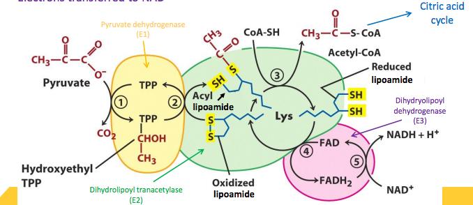 PDH COMPLEX REACTION BREAKDOWN 5 STEPS Metabolic Biochemistry 1. Pyruvate is decarboxylated and product (acetyl group) binds to coenzyme TPP 2.