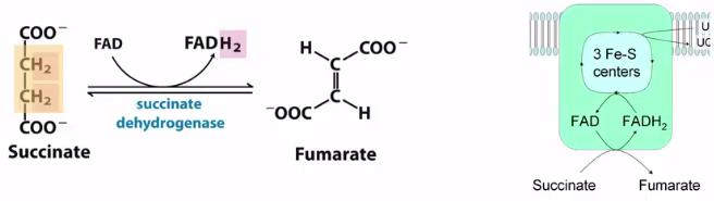 help with electron transfer reactions in the electron transport chain Ø Enzyme is bound to inner mitochondrial membrane Step 7: Fumarase Hydration (add water) of fumarate à malate Fumerate becomes