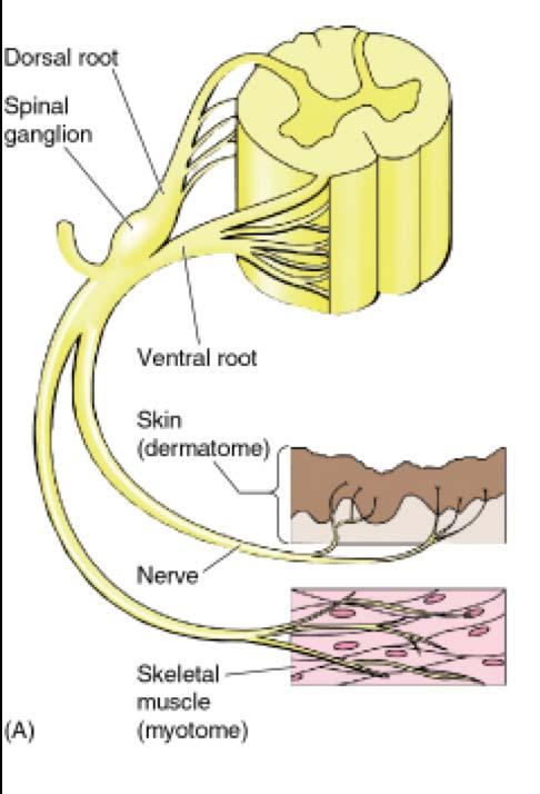 A dermatome is an area