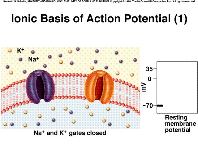 membrane Depolarization -- membrane is less negative Repolarization -- Membrane returns to resting