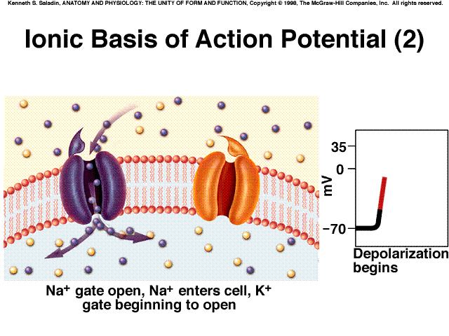 CHANGING MEMBRANE POTENTIAL: LO6 DESCRIBE CONDITIONS DURING RESTING MEMBRANE POTENTIAL & PROCESSES INVOLVED IN ACTION POTENTIAL: LO6 When a cell is at rest the membrane is relatively impermeable to