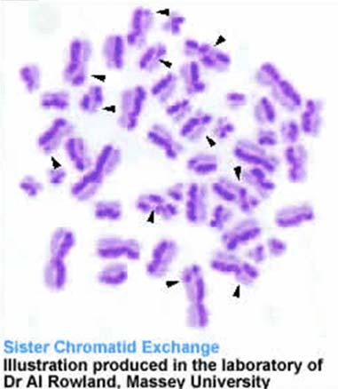 The staining revealed that few segments were passed to the sister chromatid which were not dyed.
