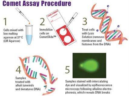 DNA damage/repair, biomonitoring and genotoxicity testing.