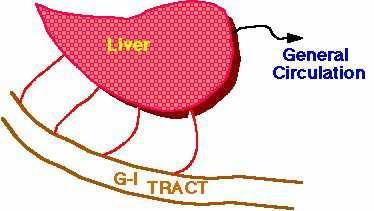 absorbed from the gut and delivered to the liver via the portal circulation.