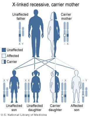 In females (who have two X chromosomes), a mutation in one of the two copies of the gene in each cell may or may not cause the disorder.