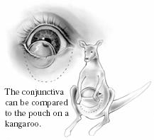 Support of Eye-- --conjunctiva Mucous membrane that coats inner surface of eyelid (palpebral part) and then folds back onto surface of eye (ocular part) Thin layer of connective tissue covered with